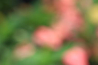 bulanık çiçek arka plan