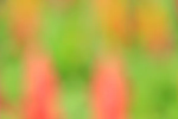 Blurred flowers background — Stock Photo, Image