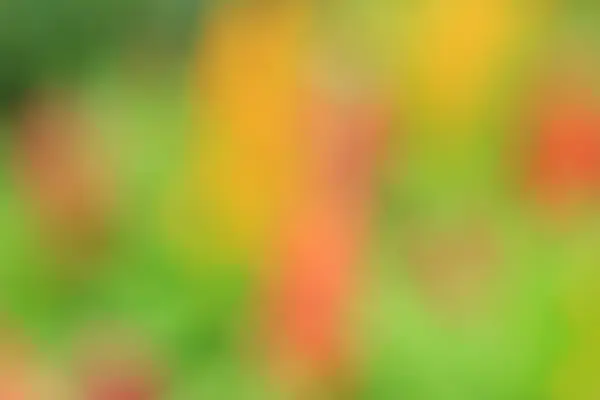 Blurred flowers background — Stock Photo, Image