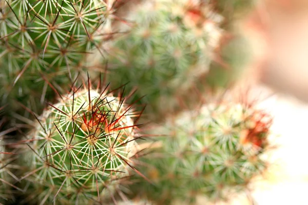 Close up cactus — Stock Photo, Image