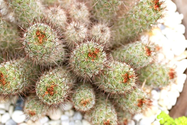 Close up cactus — Stock Photo, Image