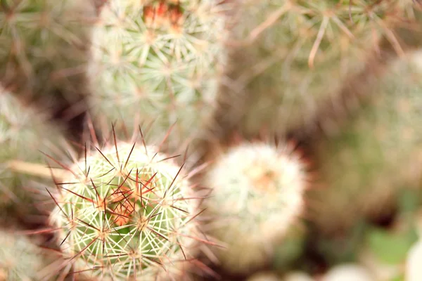 kaktüs kadar yakın