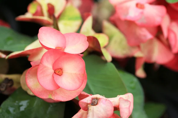 Dimmiga blommor — Stockfoto