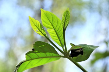 yeşil yaprakları sonbaharda