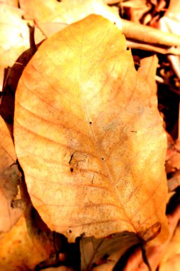 Kurutulmuş Yapraklar