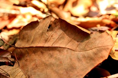 Kurutulmuş Yapraklar