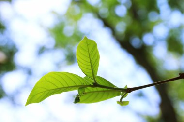 yeşil yaprakları sonbaharda