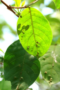 yeşil yaprakları sonbaharda