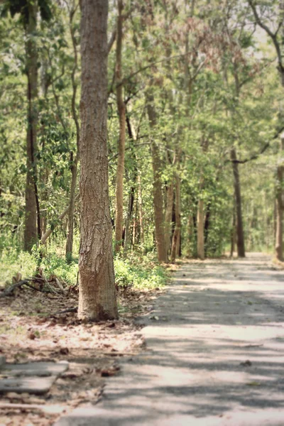 Foresta offuscata — Foto Stock