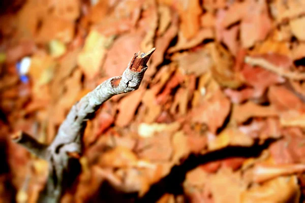 Folhas secas — Fotografia de Stock