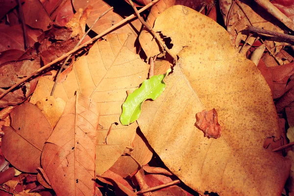 Folhas secas — Fotografia de Stock