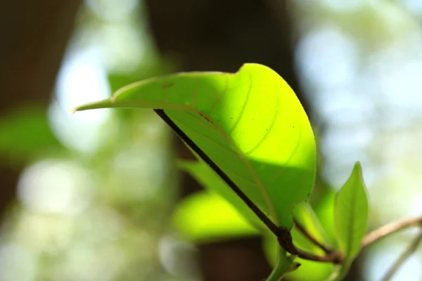 Hojas verdes en otoño —  Fotos de Stock