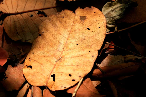 Feuilles séchées — Photo