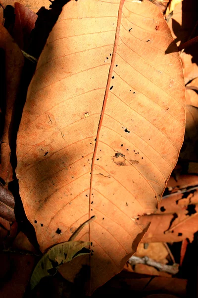 Feuilles séchées — Photo