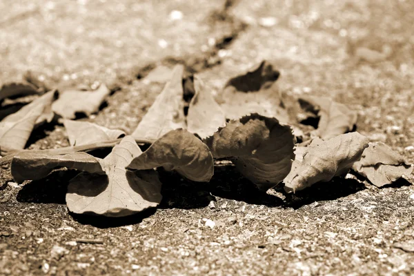 Kurutulmuş Yapraklar — Stok fotoğraf