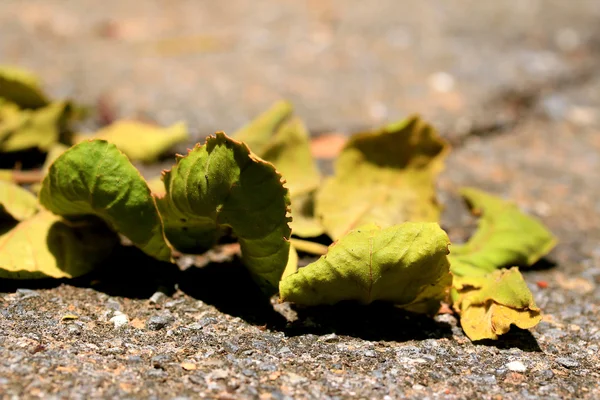 Getrocknete Blätter — Stockfoto