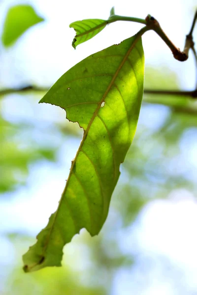 Groene bladeren in de herfst — Stockfoto