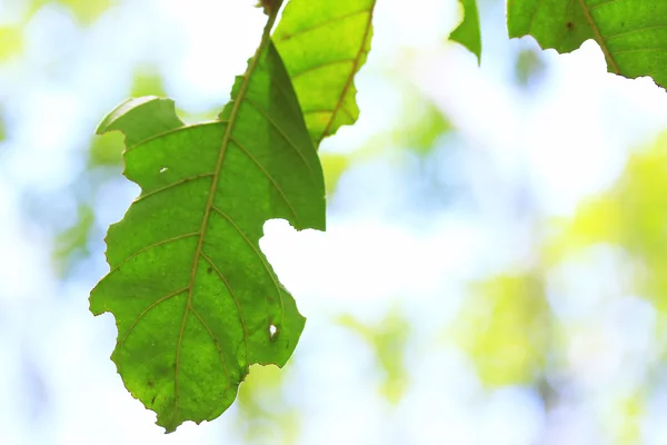 Green leaves in autumn — Stock Photo, Image