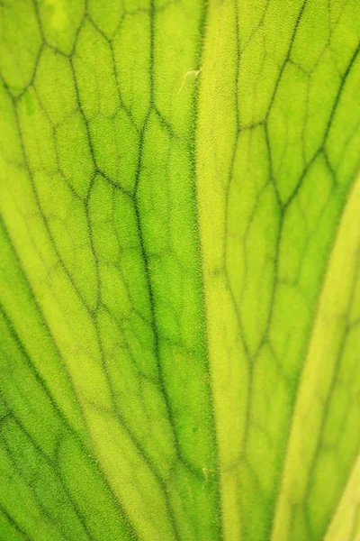 Gröna fern — Stockfoto