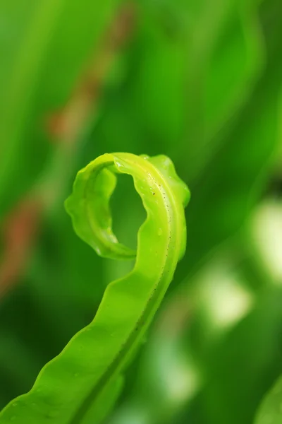 Gröna fern — Stockfoto
