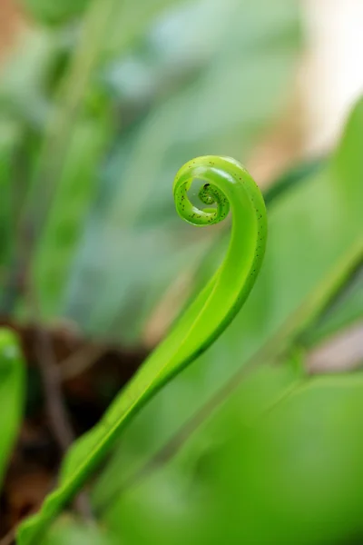 绿色蕨类植物 — 图库照片