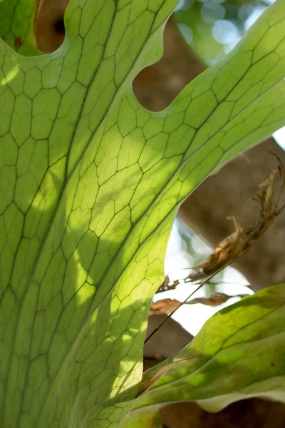 Gröna fern — Stockfoto