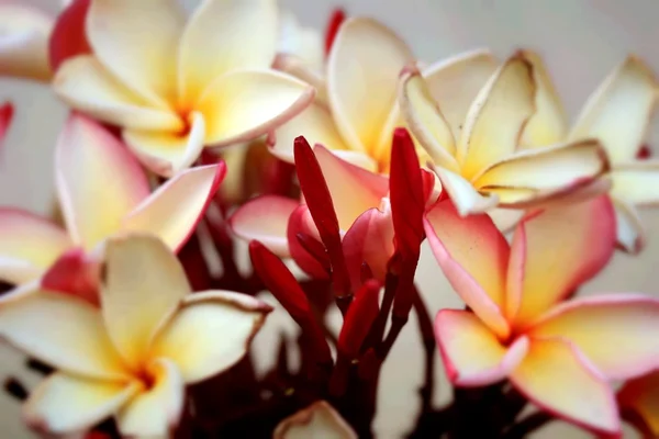 Frangipani blomma — Stockfoto