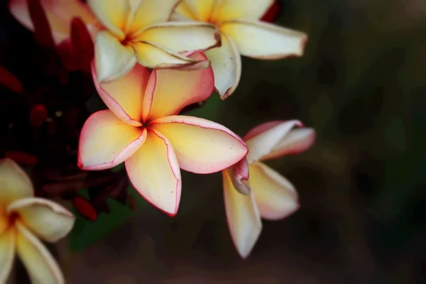 Frangipani flower — Stock Photo, Image