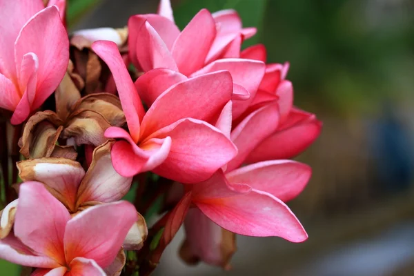 Frangipani-blomst – stockfoto