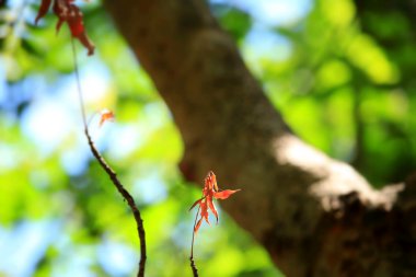 yeşil yaprakları sonbaharda
