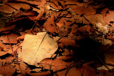 Kurutulmuş Yapraklar