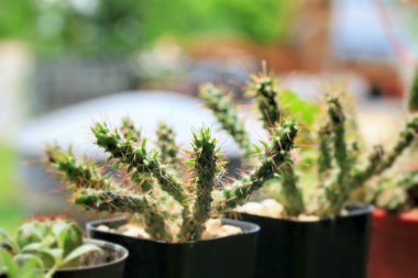 kaktüs kadar yakın