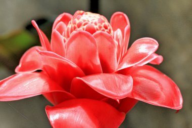 Meşale zencefil - kırmızı çiçek