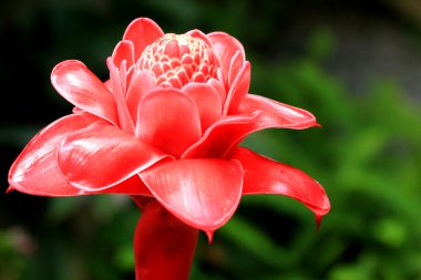 Meşale zencefil - kırmızı çiçek