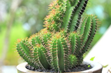 kaktüs kadar yakın