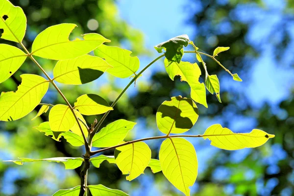 Zielone liście, jesienią — Zdjęcie stockowe