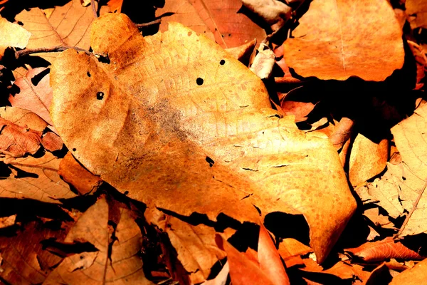 Getrocknete Blätter — Stockfoto
