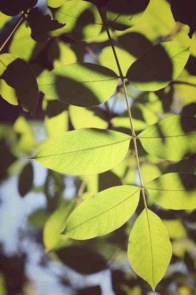 Groene bladeren in de herfst — Stockfoto