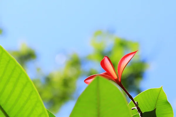 Flor de frangipani na árvore — Fotografia de Stock