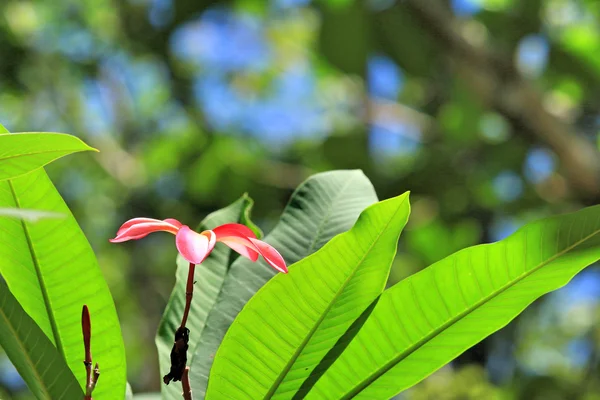 Frangipani Blume auf Baum — Stockfoto