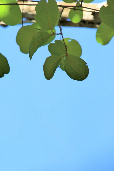 Folhas verdes no outono — Fotografia de Stock