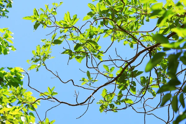 Green leaves in autumn — Stock Photo, Image