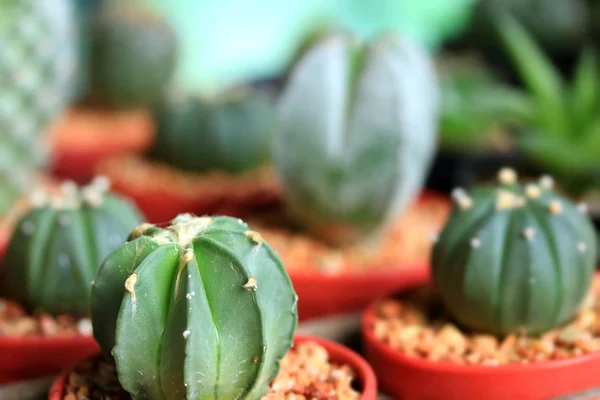 Close-up van cactus — Stockfoto