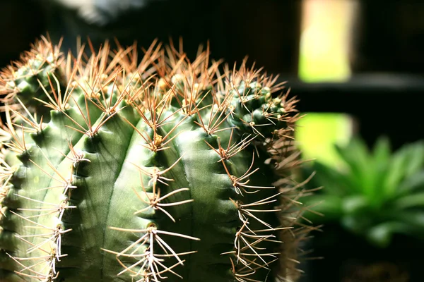 Close-up van cactus — Stockfoto