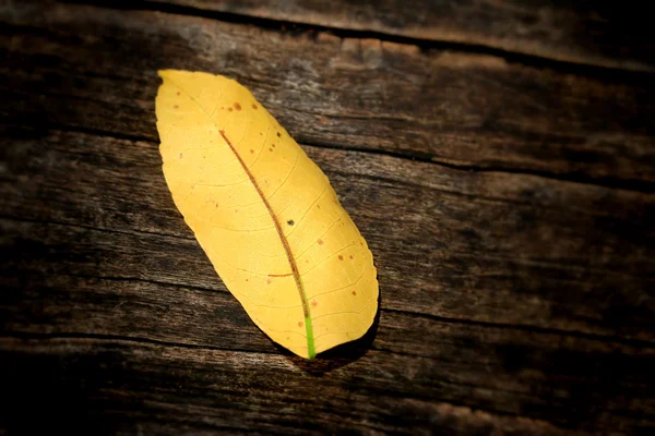 Torkade blad — Stockfoto