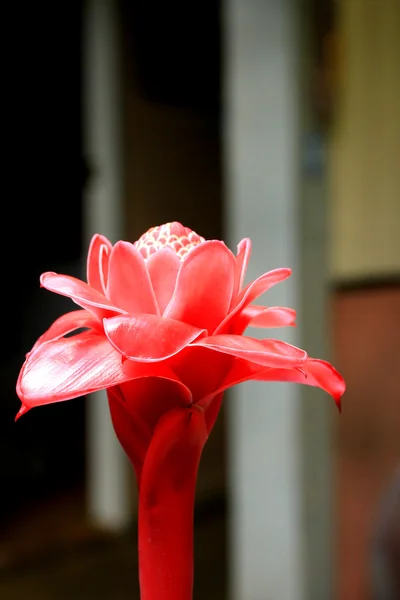 Fackel Ingwer - rote Blume — Stockfoto