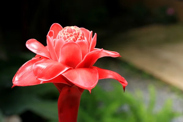 El jengibre de la antorcha - flor roja —  Fotos de Stock