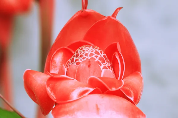 Pochodeň zázvor - červený květ — Stock fotografie