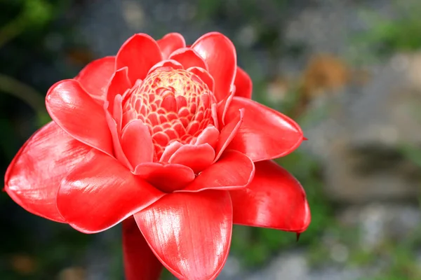 Fackla ingefära - röd blomma — Stockfoto