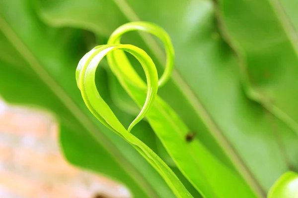 Zielona Paproć — Zdjęcie stockowe